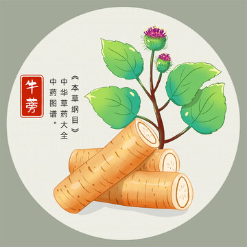 牛蒡插畫(huà)手繪