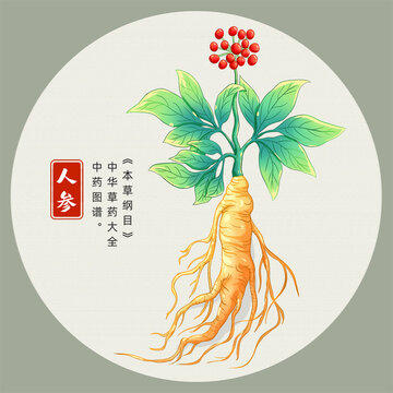 人參插畫手繪