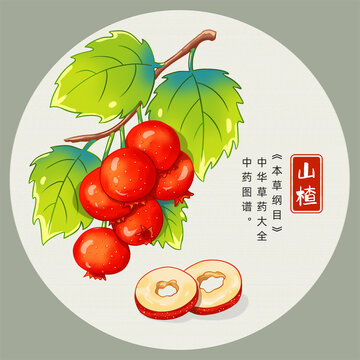 山楂插畫手繪