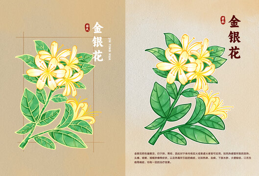 手繪金銀花中醫(yī)草藥