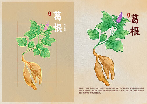 中醫(yī)草藥葛根