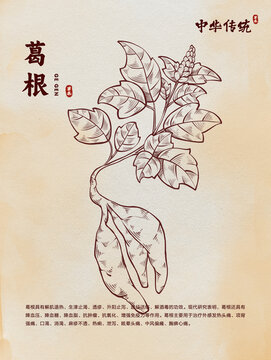 中醫(yī)草藥葛根線稿版畫