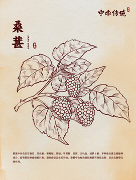中醫(yī)桑葚黃芪線稿版畫
