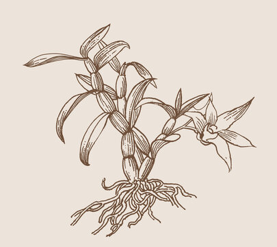 手繪版畫風(fēng)插畫鐵皮石斛