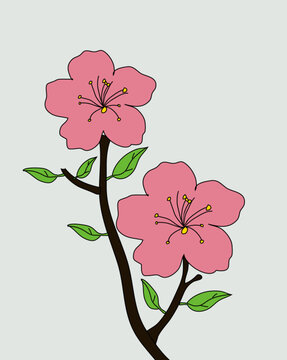 海棠花