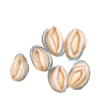 新鮮飽滿的多個鮑魚插畫