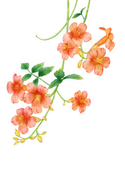 凌霄花png