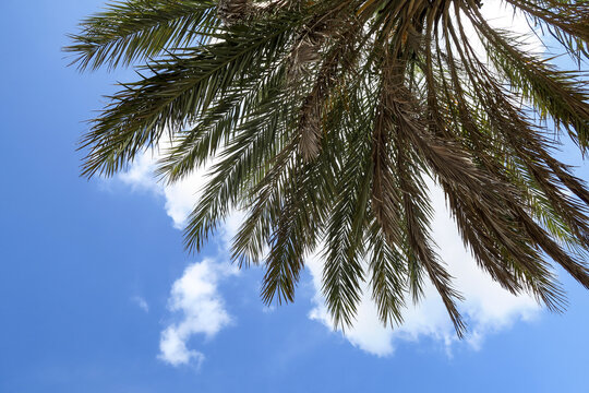 椰子樹與天空