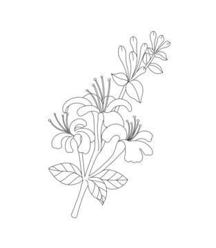 金銀花線稿