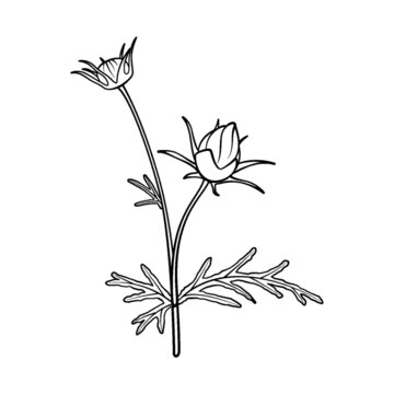 菊科植物花苞圖案