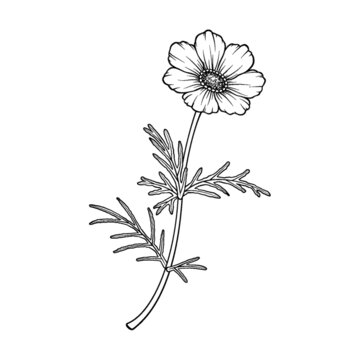 波斯菊黑白線條插畫
