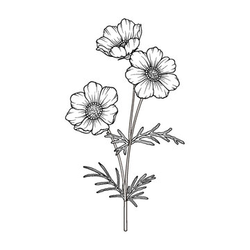 簡約線條三朵波斯菊插畫