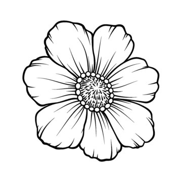 簡(jiǎn)約手繪單朵波斯菊?qǐng)D案