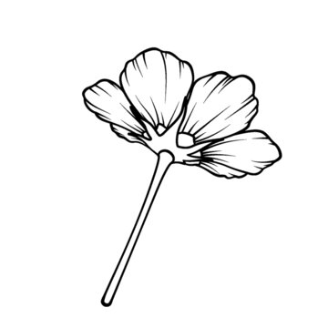 簡(jiǎn)約線條手繪單朵花卉