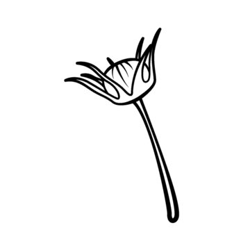 線條風(fēng)格花苞圖案