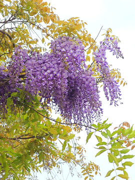 紫藤花開