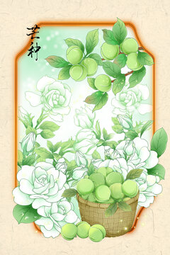 國潮芒種時(shí)節(jié)花卉青梅果實(shí)插畫