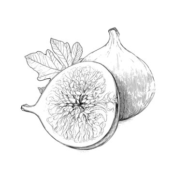 無(wú)花果