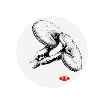 人參