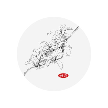 桂花