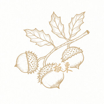 板栗包裝插畫