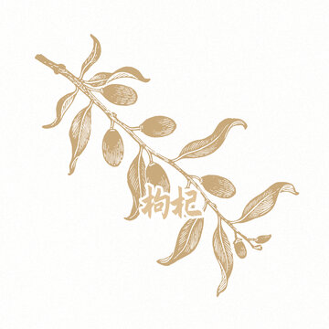 枸杞線稿