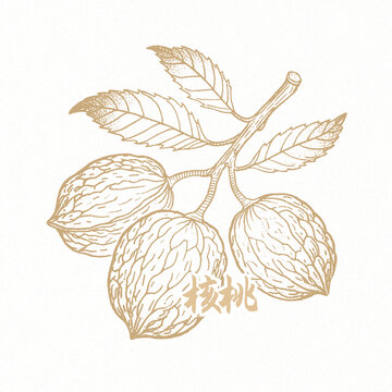核桃透明背景素材