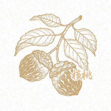 核桃鋼筆畫