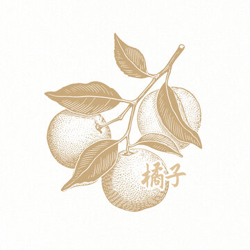 橘子素材