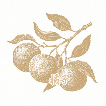 橘子
