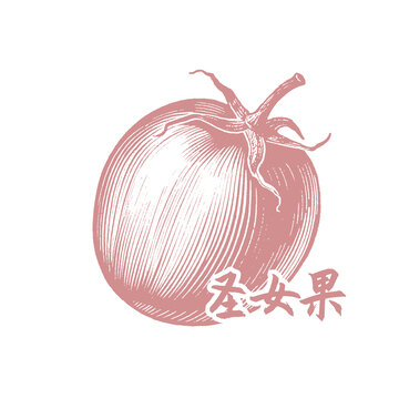圣女果插圖