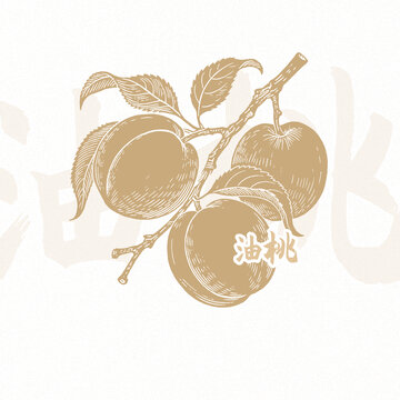 油桃包裝插畫
