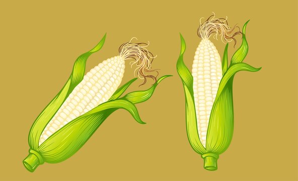 白糯玉米