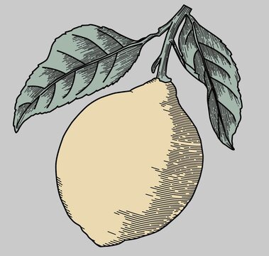 手繪檸檬插畫素材矢量圖分層