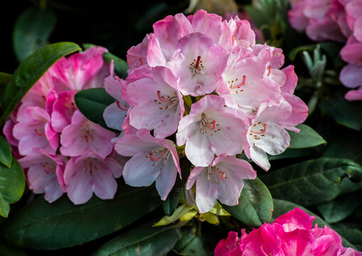 杜鵑花