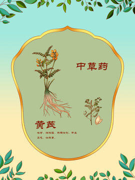中草藥插圖主題黃芪