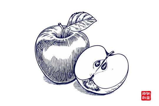 手繪素描風(fēng)蘋果插畫