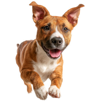 [免摳素材]快樂的幼犬騰空躍起