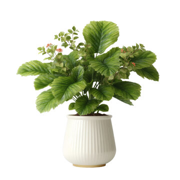[免摳素材]白色花盆中的仿真植物