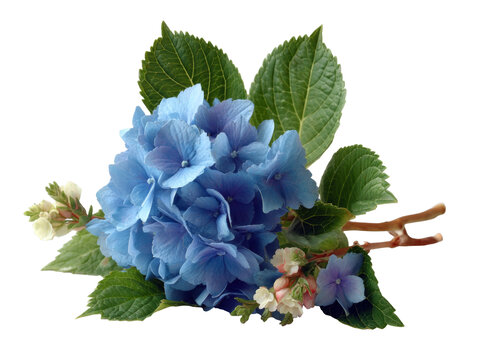 [免摳素材]藍(lán)花繡球花束特寫(xiě)