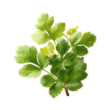 [免摳素材]新鮮芫荽葉特寫(xiě)