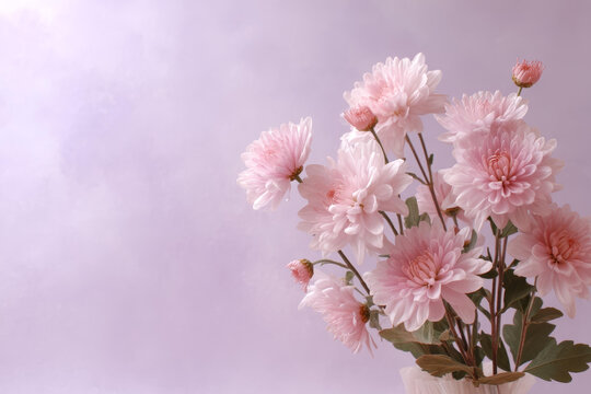 淡紫色背景下的粉紅色菊花花束