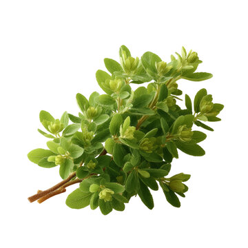 [免摳素材]新鮮綠葉香草束