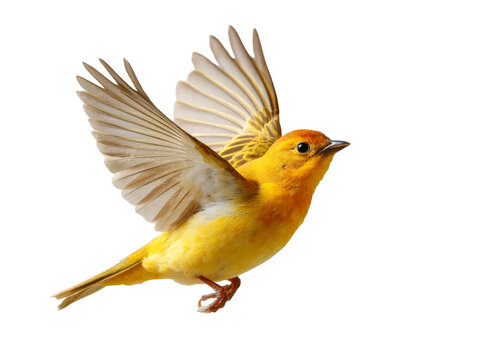 [免摳素材]飛翔的黃鳥