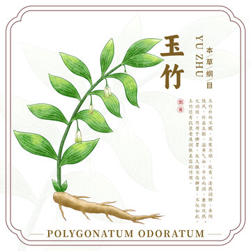 玉竹