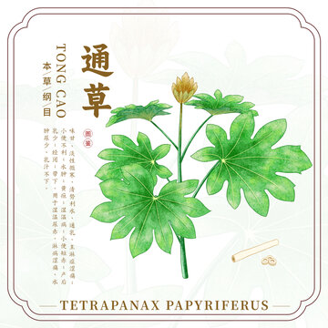 通草