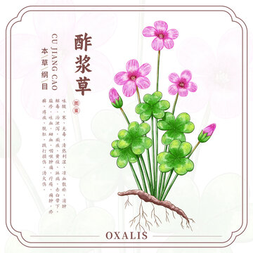 酢漿草