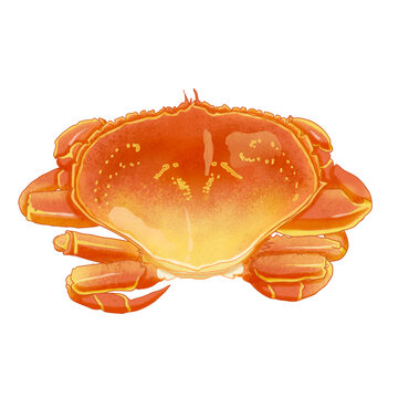 面包蟹插畫