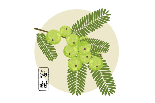 清新手繪油柑枝葉與果實