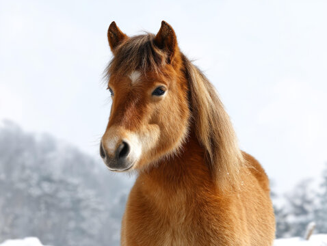 雪山中的棕色小馬駒